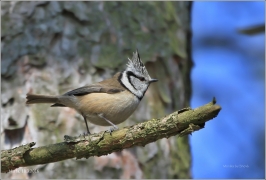 <p>SÝKORA PARUKÁŘKA (Lophophanes cristatus) /Crested tit - Haubenmeise/
</p>